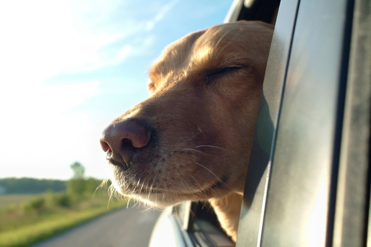 Cachorro de carona na blablacar