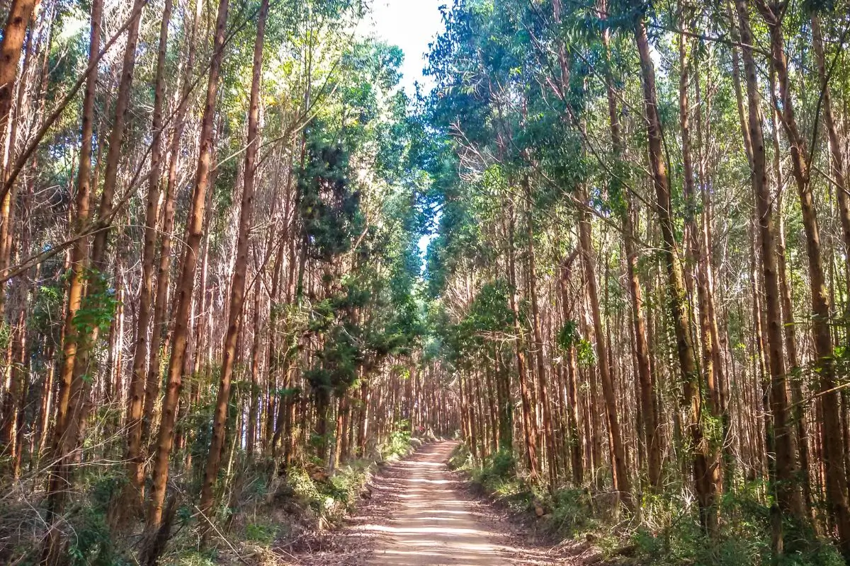 O que fazer em Monte Verde: 11 passeios e dicas para explorar a cidade mineira