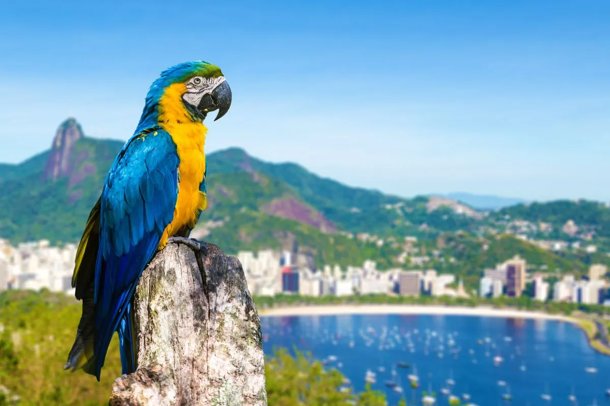 Rio de Janeiro, RJ