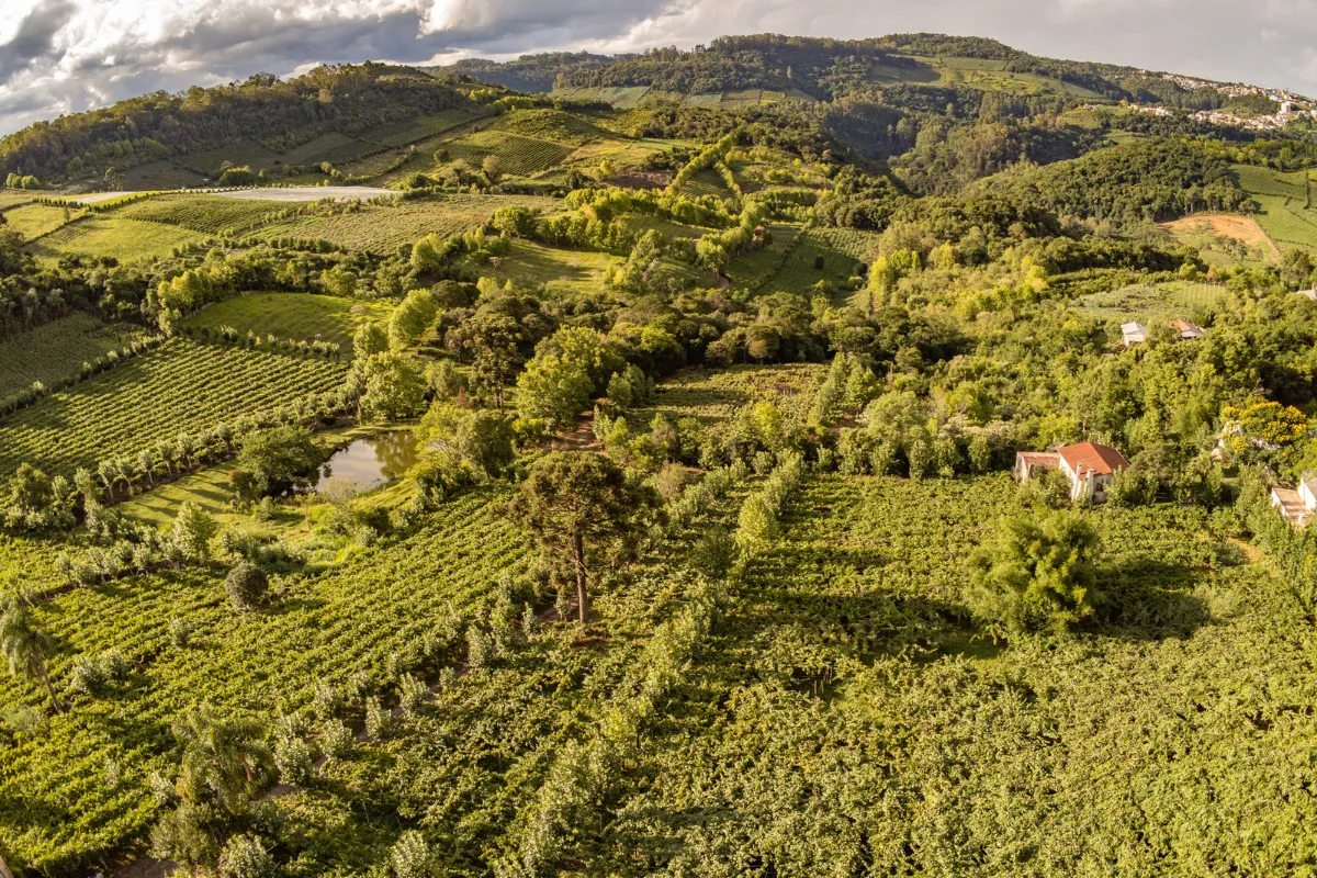 Rota do Vinho no Brasil