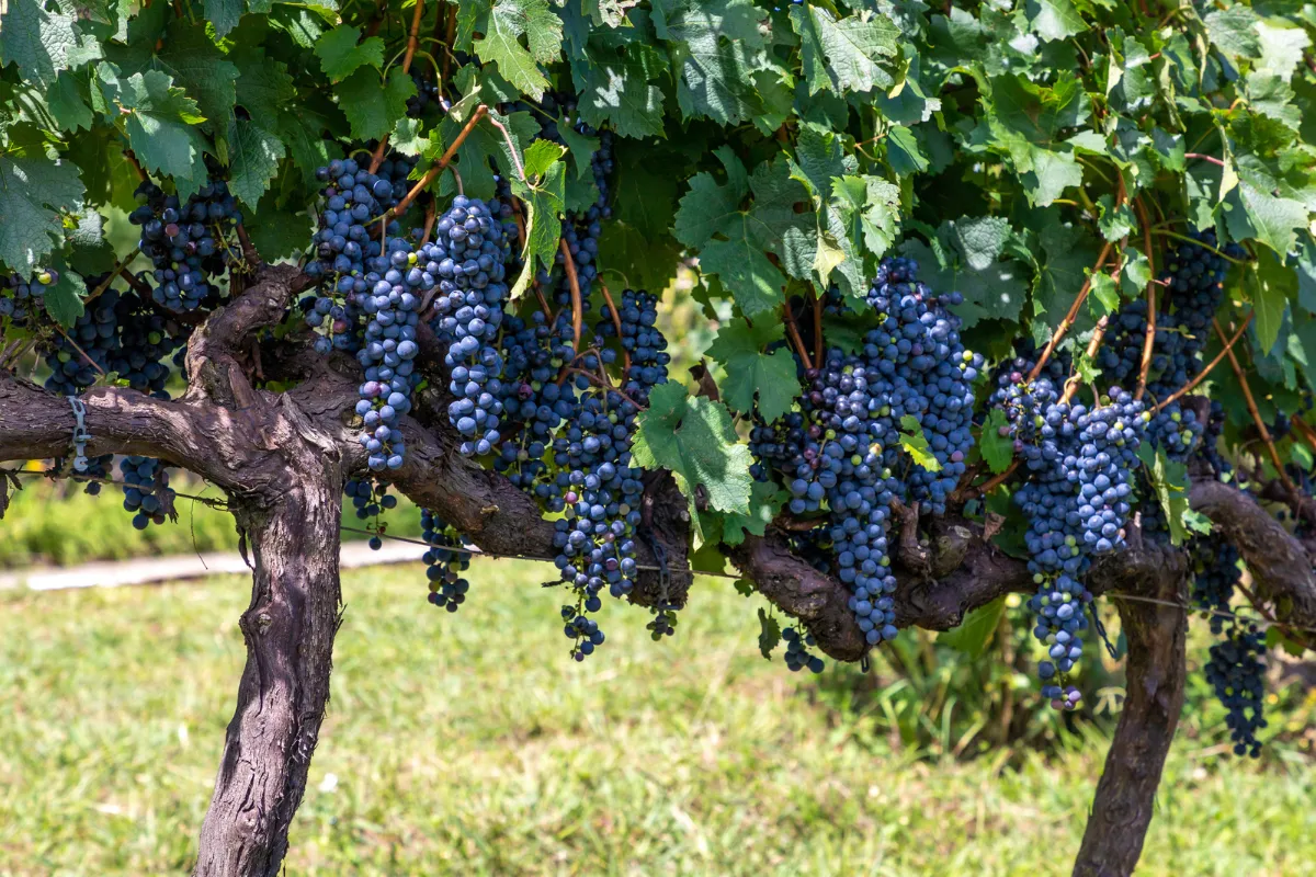 Rota do Vinho no Brasil