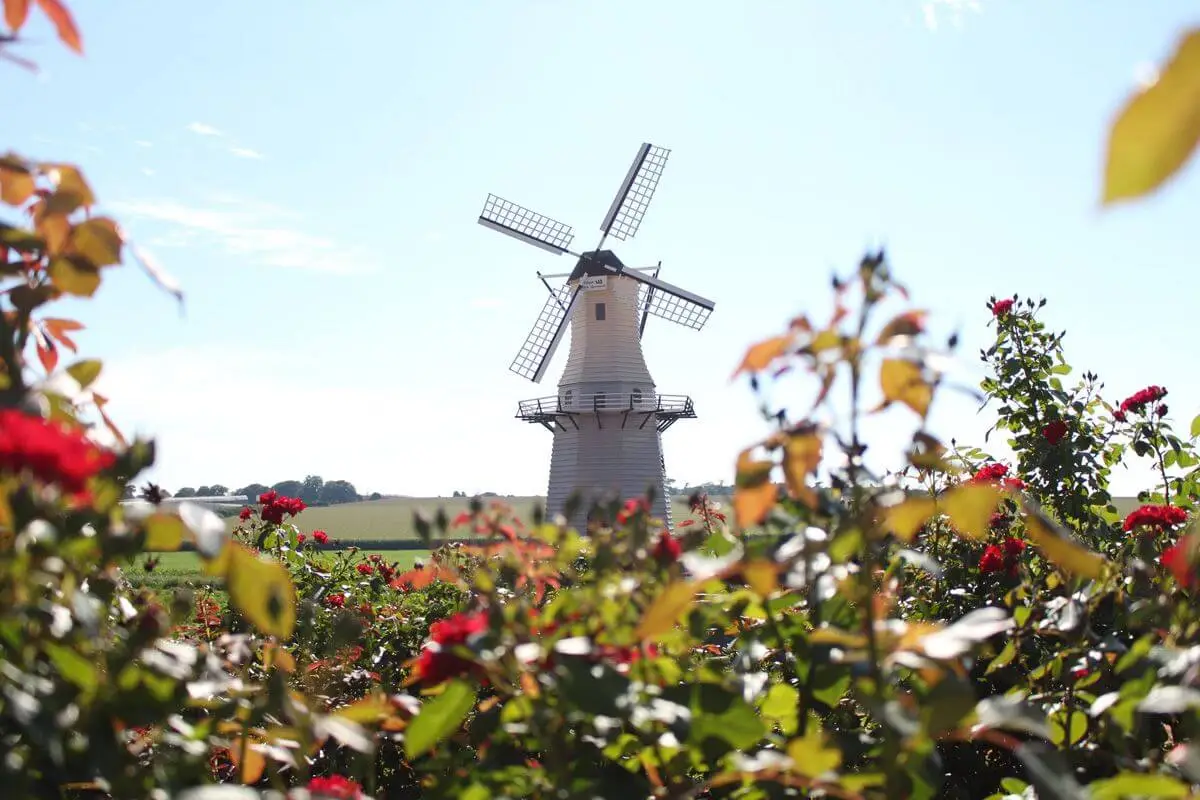 5 Regiões com os Campos de Girassóis Mais Lindos do Brasil