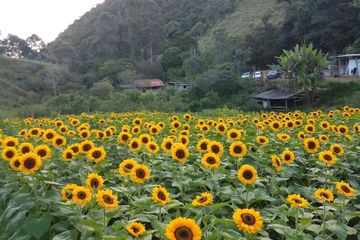 5 Regiões com os Campos de Girassóis Mais Lindos do Brasil