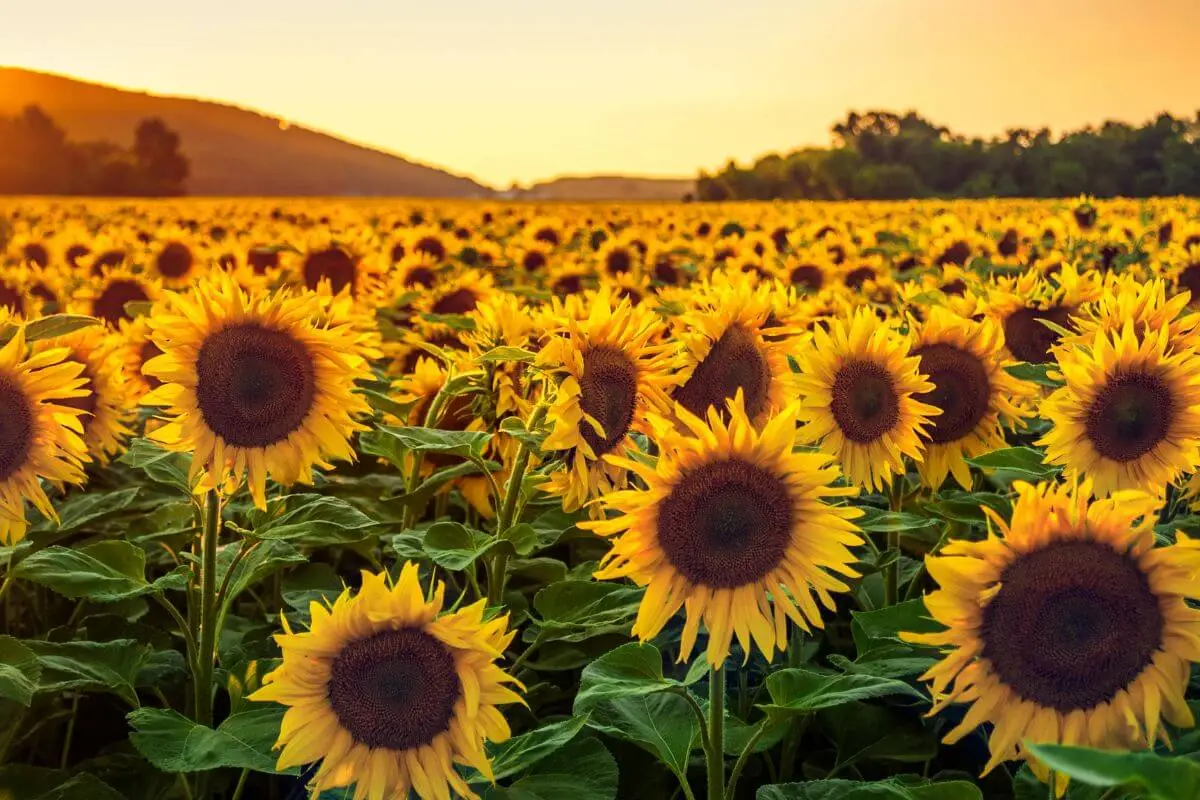 5 Regiões com os Campos de Girassóis Mais Lindos do Brasil