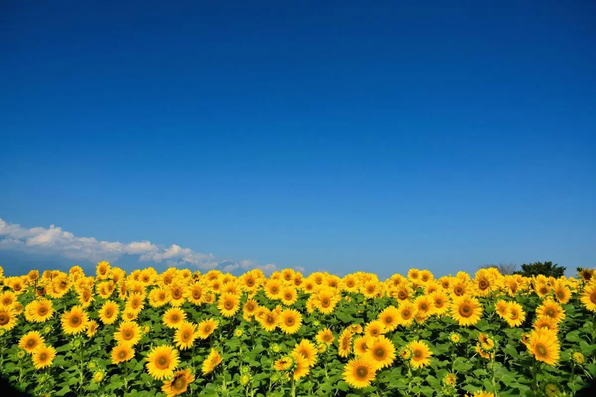 5 Regiões com os Campos de Girassóis Mais Lindos do Brasil