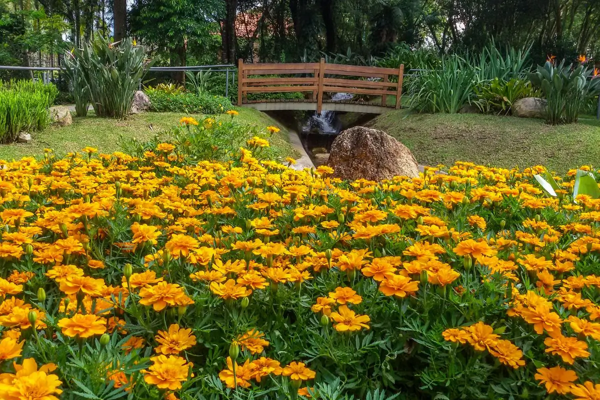 Descubra o Jardim Botânico de Curitiba!