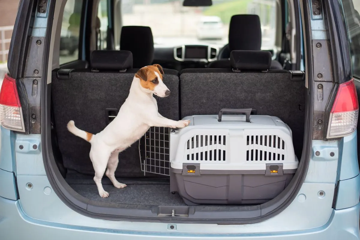 como viajar de ônibus com animal