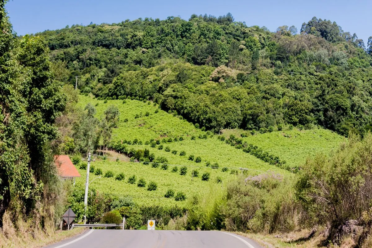 Turismo na Serra Gaúcha: 12 melhores cidades e dicas para explorar a região