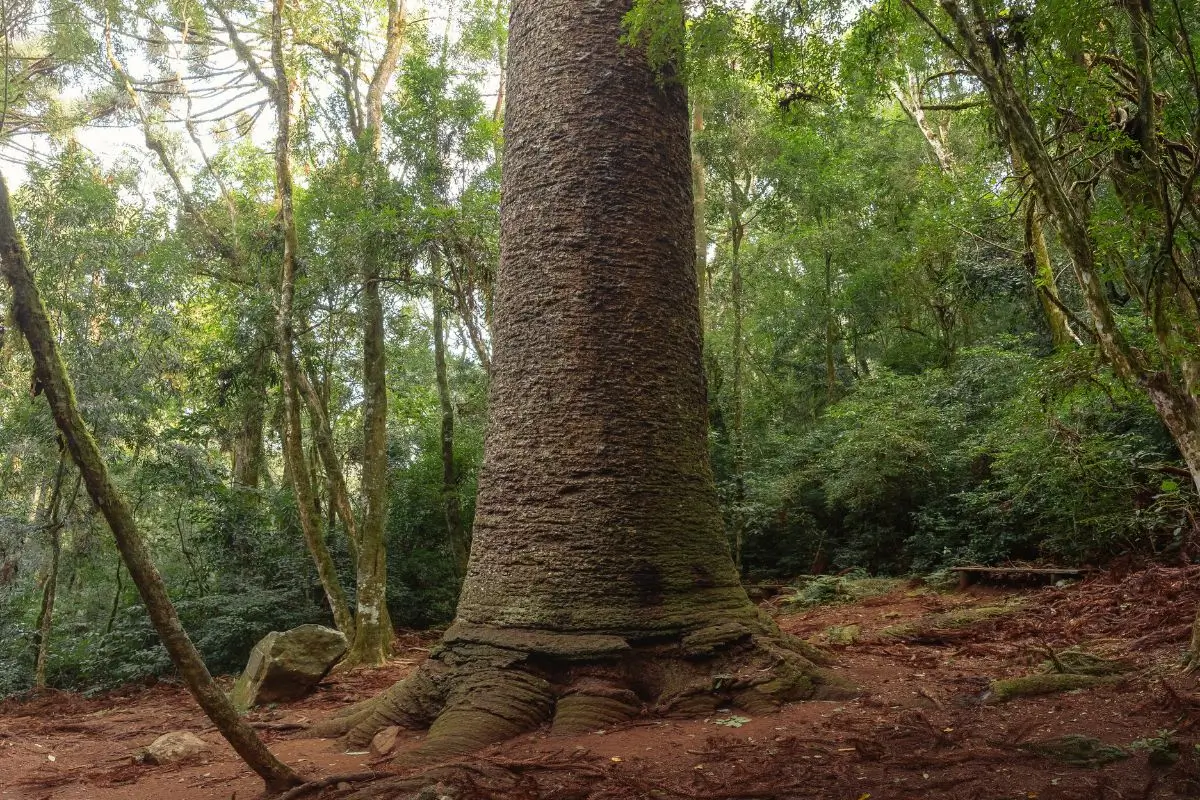 O que fazer em Nova Petrópolis: Roteiro de 2 dias para não perder nada da cidade gaúcha