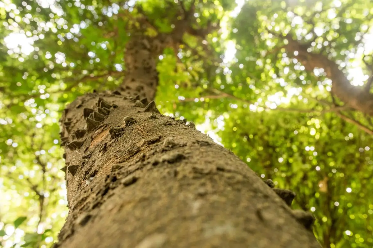 5 Árvores centenárias: Conheça a Árvore Mais velha do Brasil