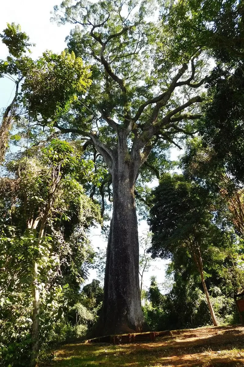 5 Árvores centenárias: Conheça a Árvore Mais velha do Brasil