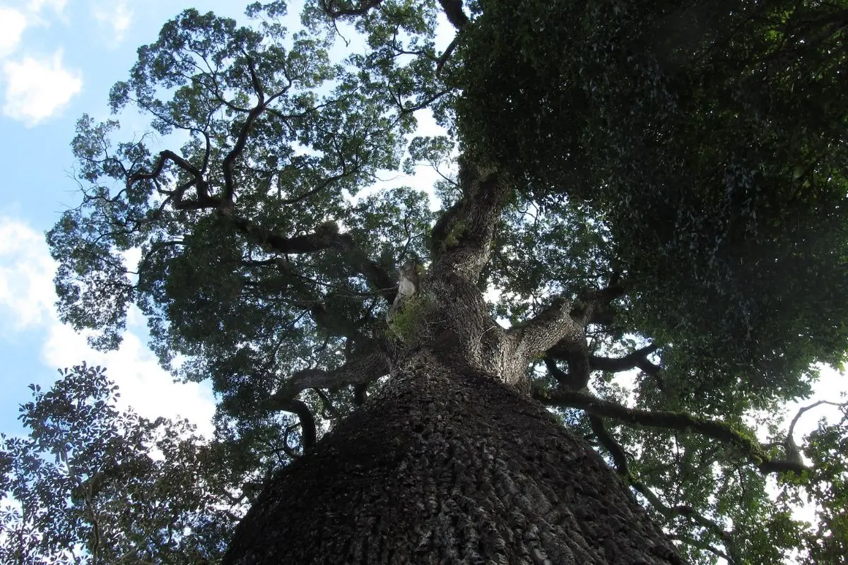 5 Árvores centenárias: Conheça a Árvore Mais velha do Brasil