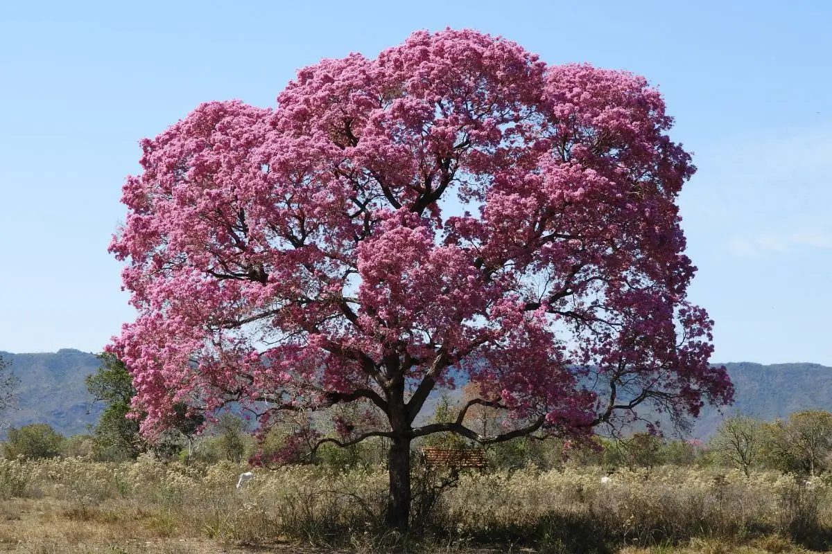 5 Árvores centenárias: Conheça a Árvore Mais velha do Brasil