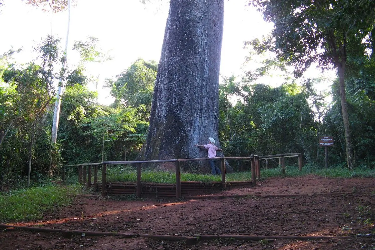 5 Árvores centenárias: Conheça a Árvore Mais velha do Brasil