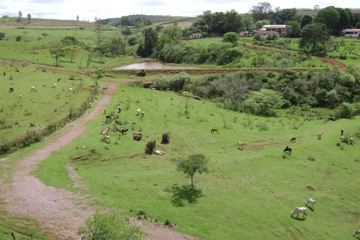 Descobrindo Limeira: Melhores Atividades e Atrações na Joia Paulista