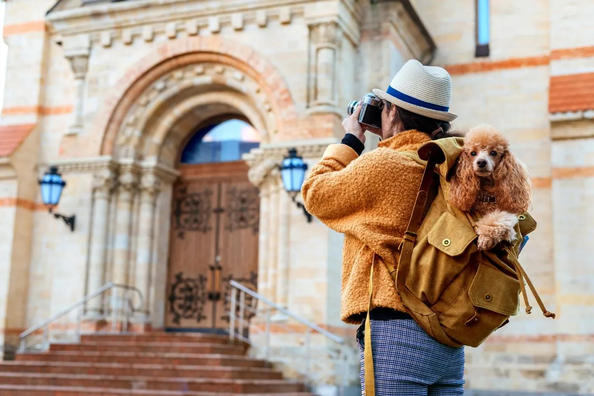 Como Organizar uma Viagem com Pet ou sem seu Pet?