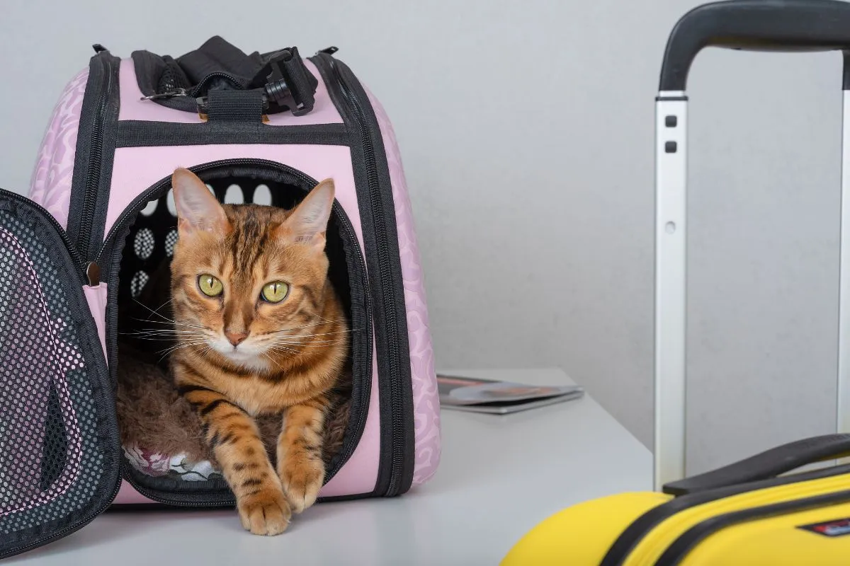 Como Organizar uma Viagem com Pet ou sem seu Pet?