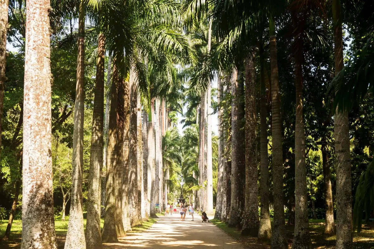 Roteiro de 1 dia no Parque Lage e Jardim Botânico do Rio de Janeiro