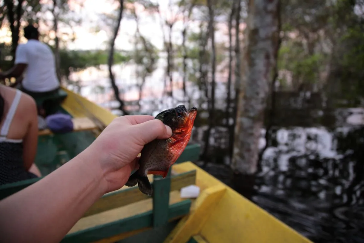 Pesca de piranha Floresta Amazônica