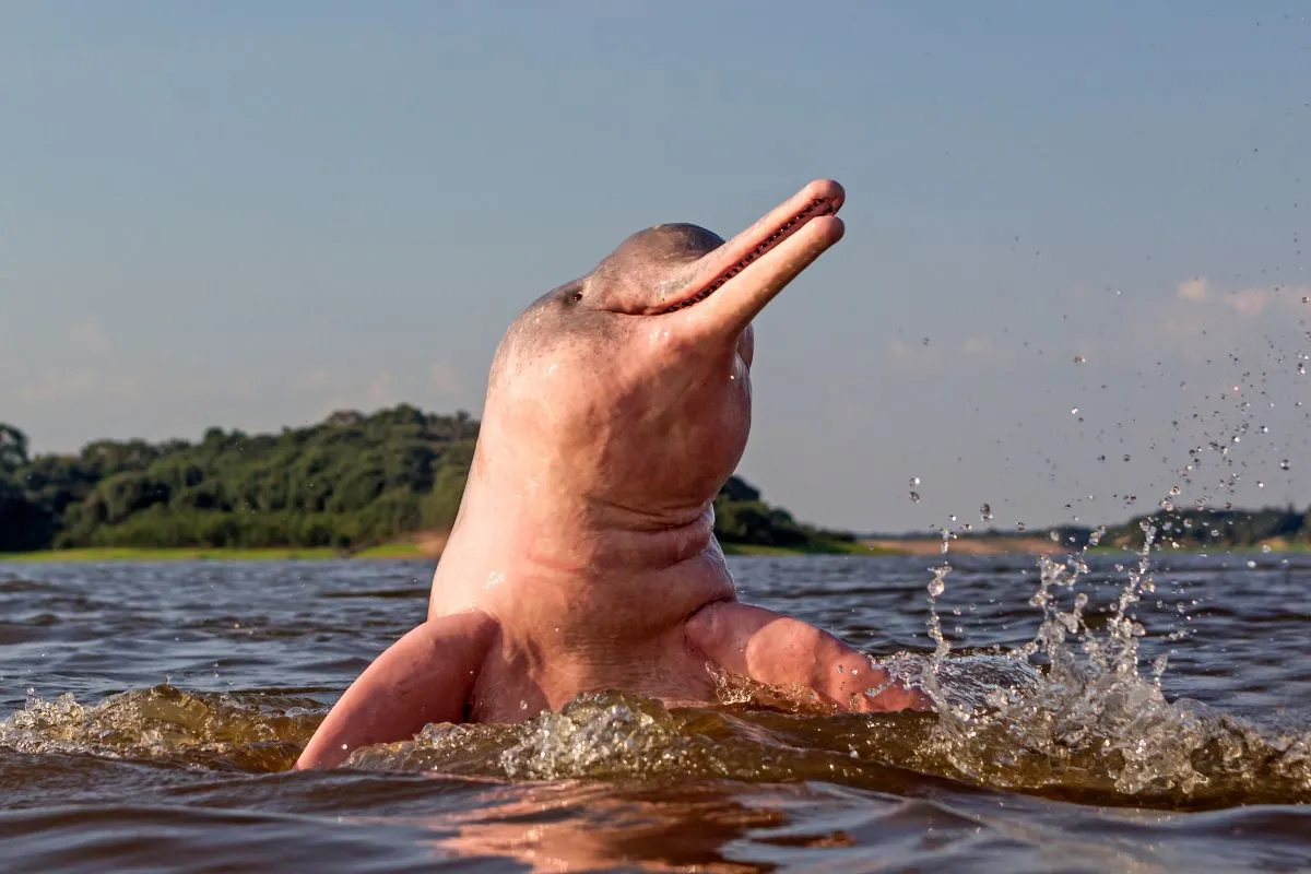 Boto Floresta Amazônica