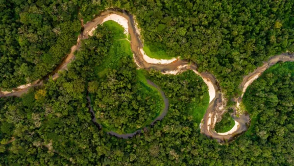 Foto aérea Floresta Amazônica