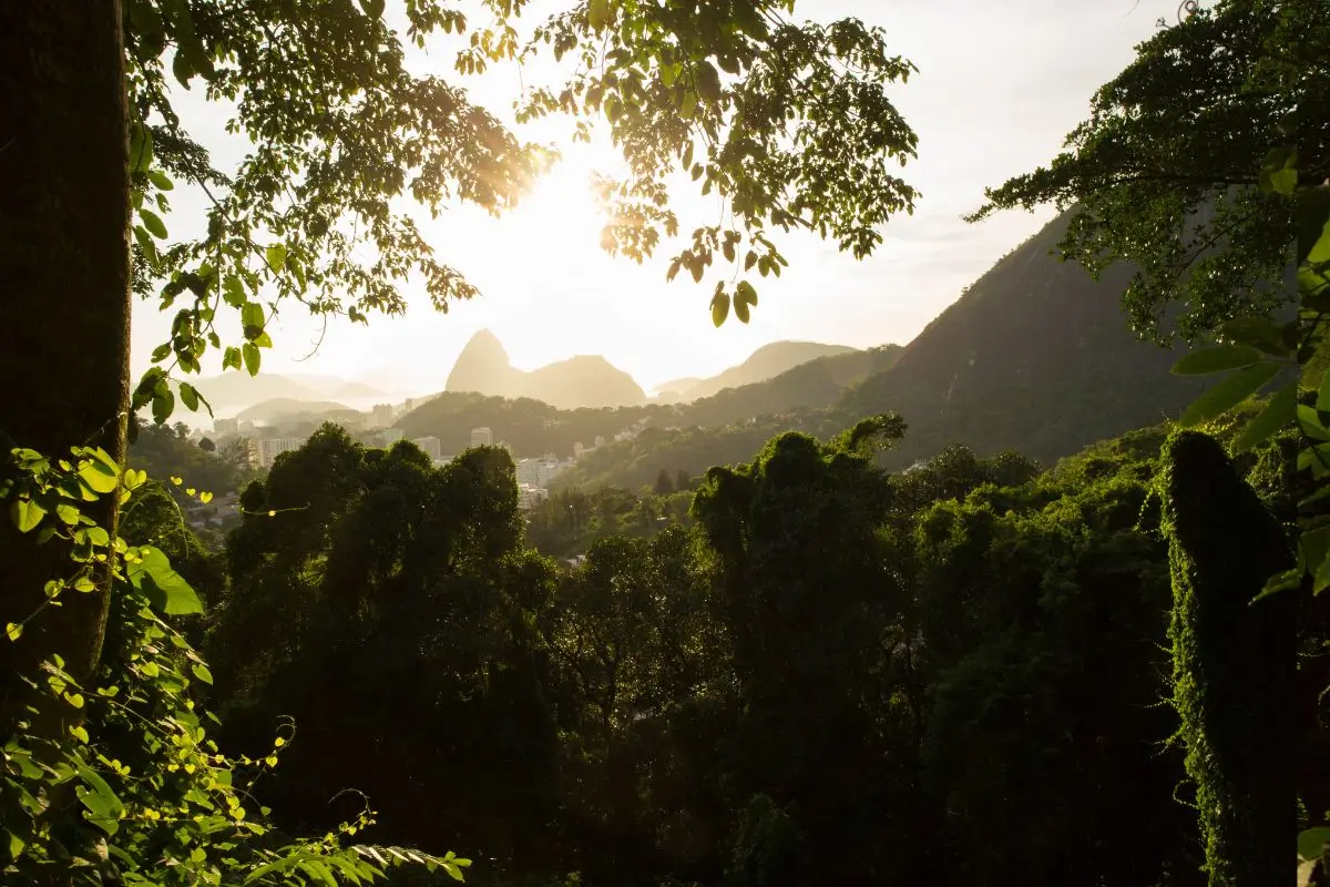 Explorando o que fazer na Floresta da Tijuca do Rio de Janeiro