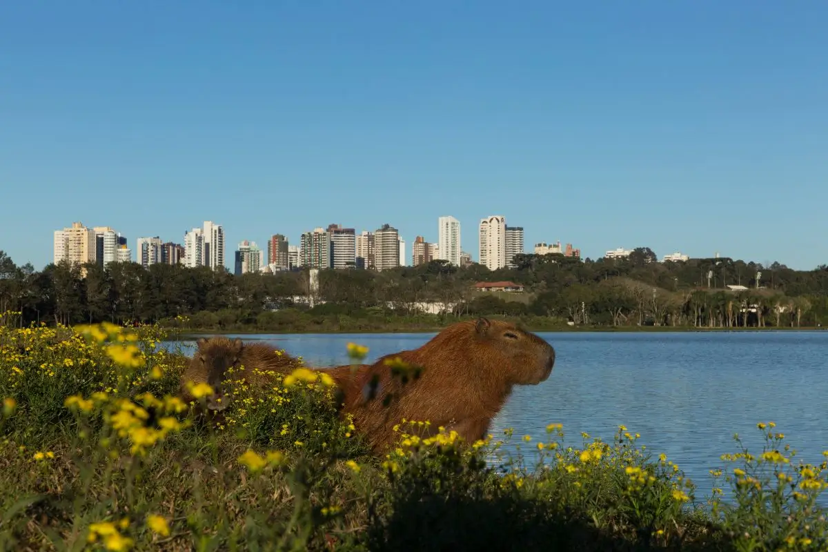 Guia aproveitar 1 dia no Parque Barigui em Curitiba