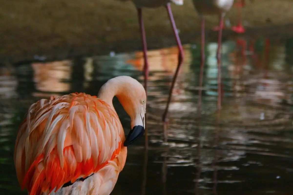 Parque das Aves em Foz do Iguaçu