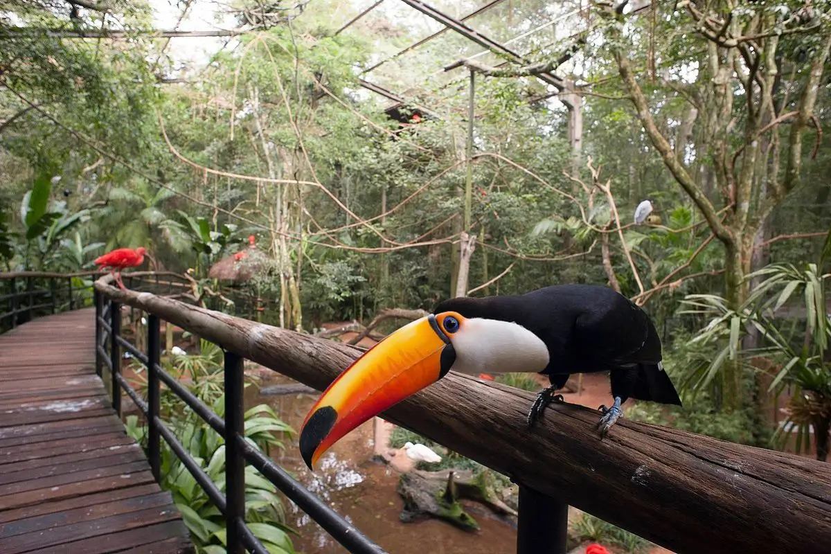 Parque das Aves em Foz do Iguaçu