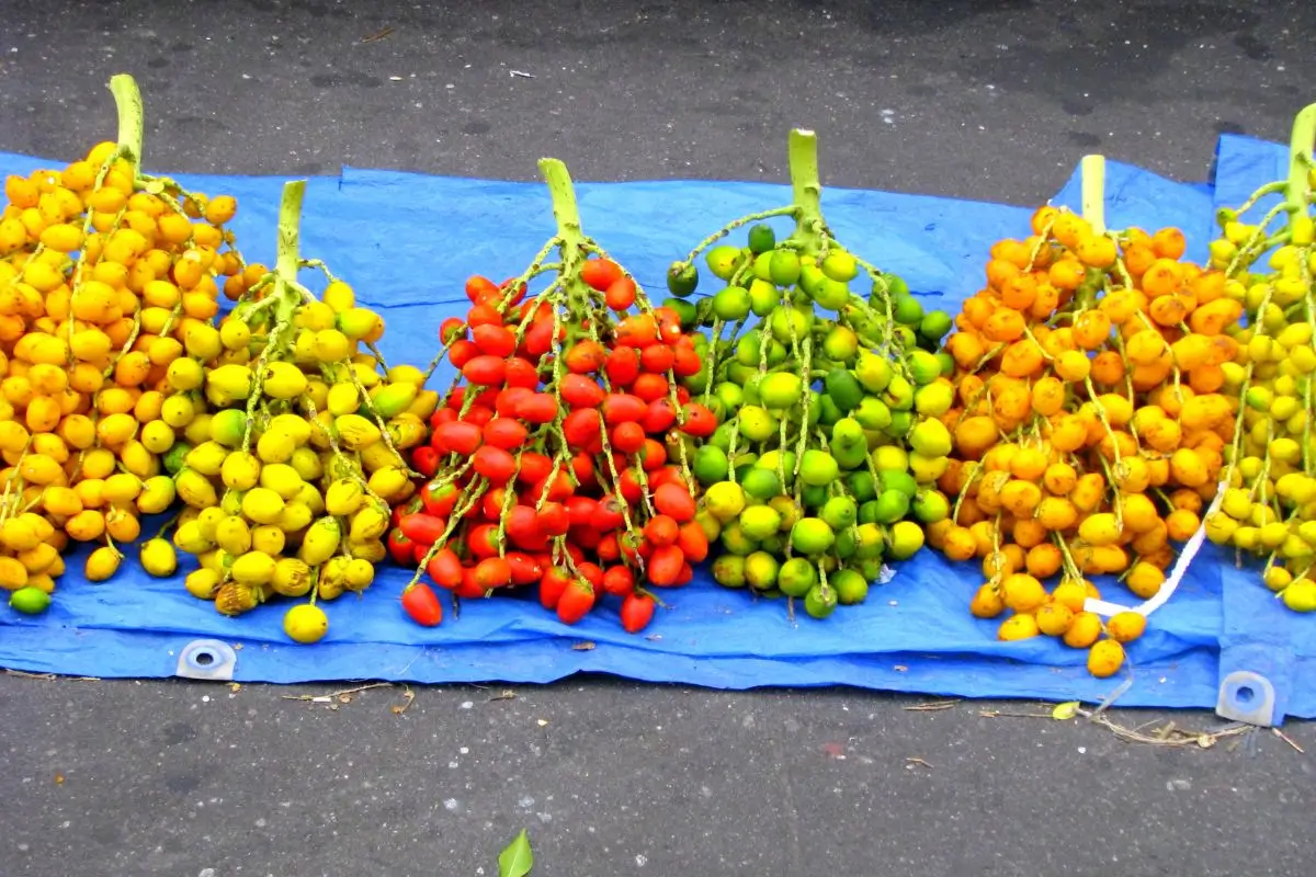 Cozinha Tapajós 2024: frutas de pupunha