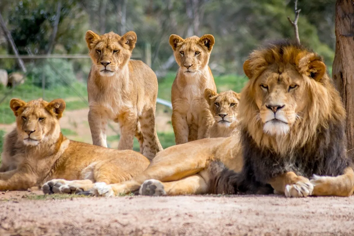 Leões no zoológico