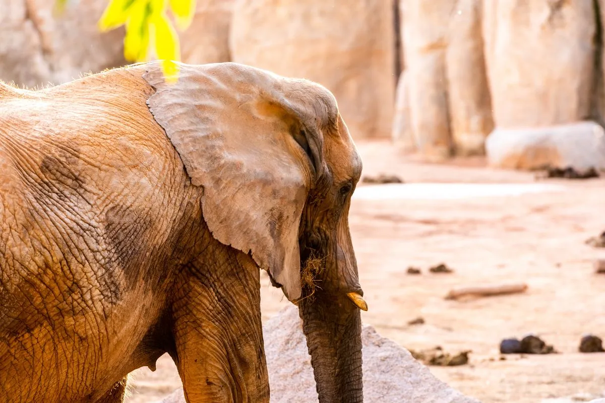 Elefante africano zoo