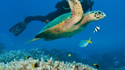 melhores pontos de mergulho em arraial do cabo