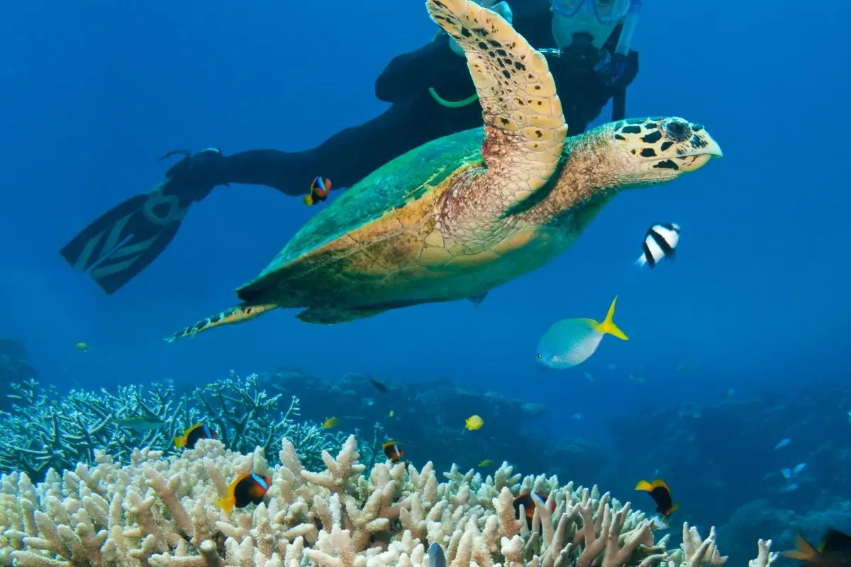 melhores pontos de mergulho em arraial do cabo