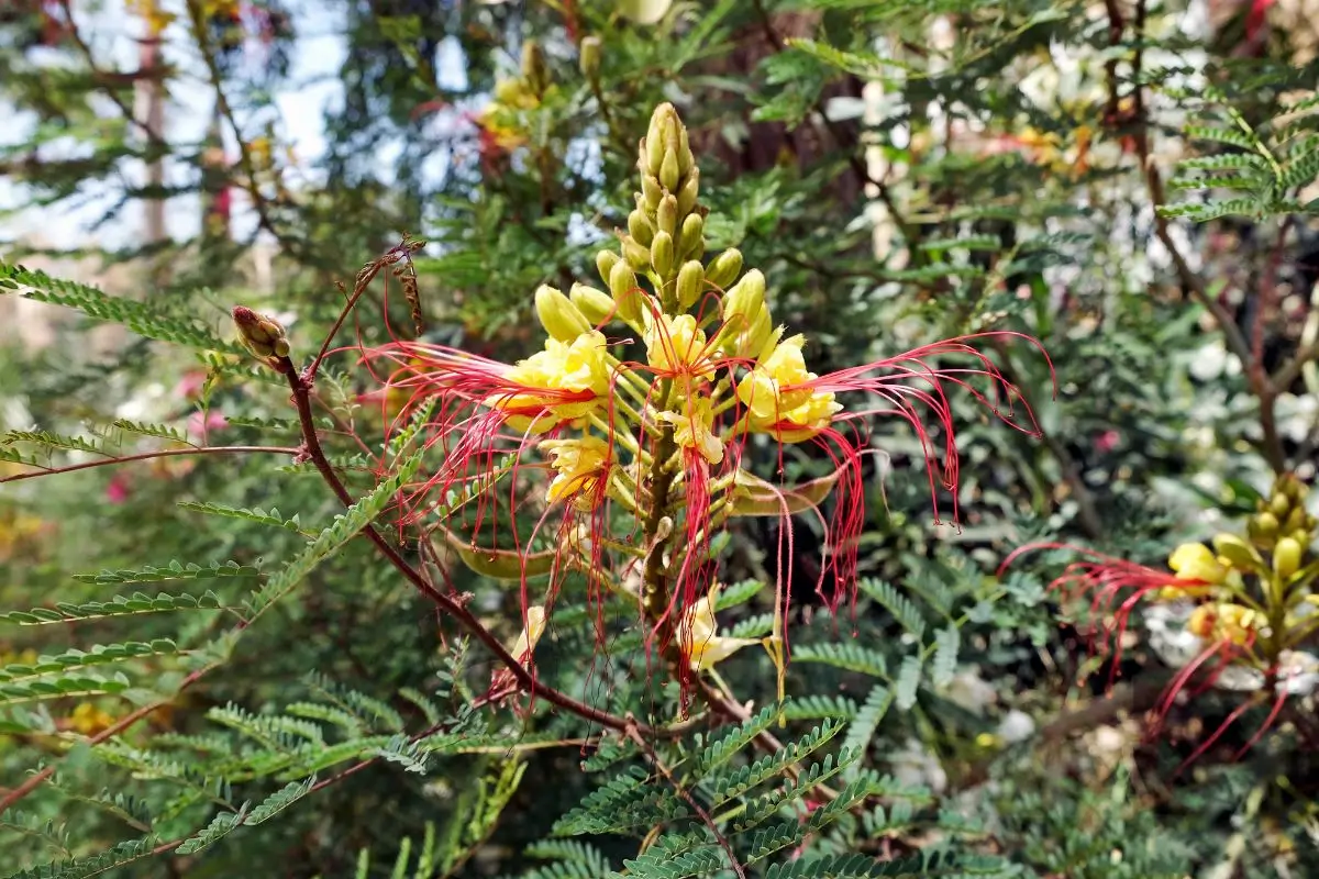 flor de pau-brasil