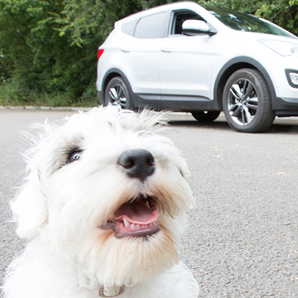 Makkelijk huisdieren vervoeren met de auto via BlaBlaCar